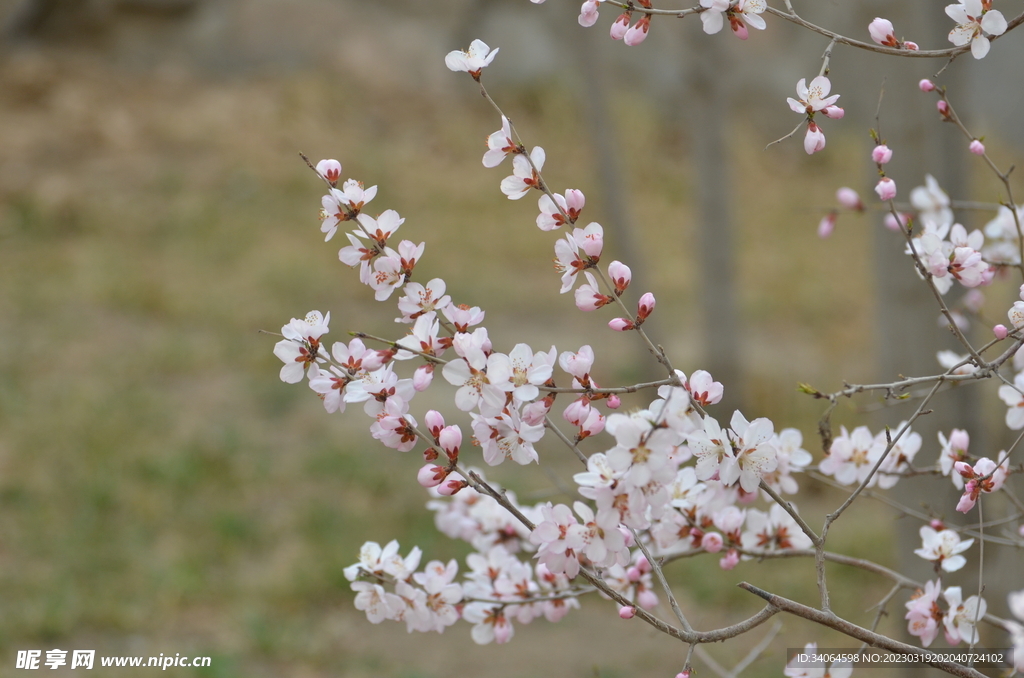 山桃花开