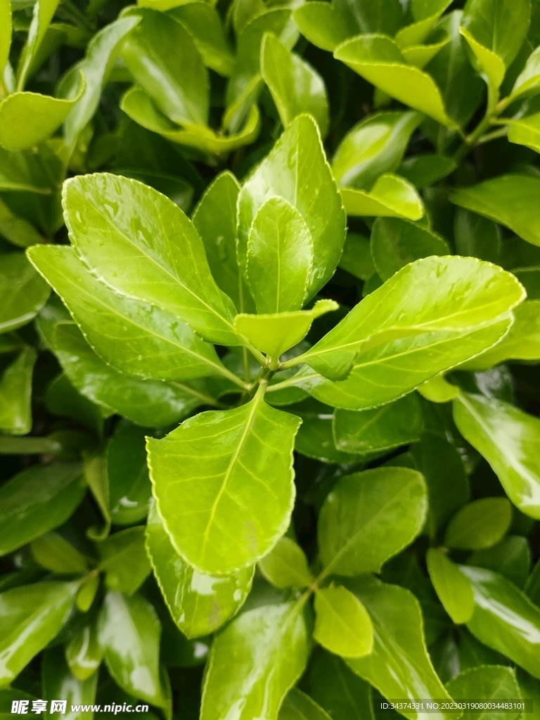 绿植