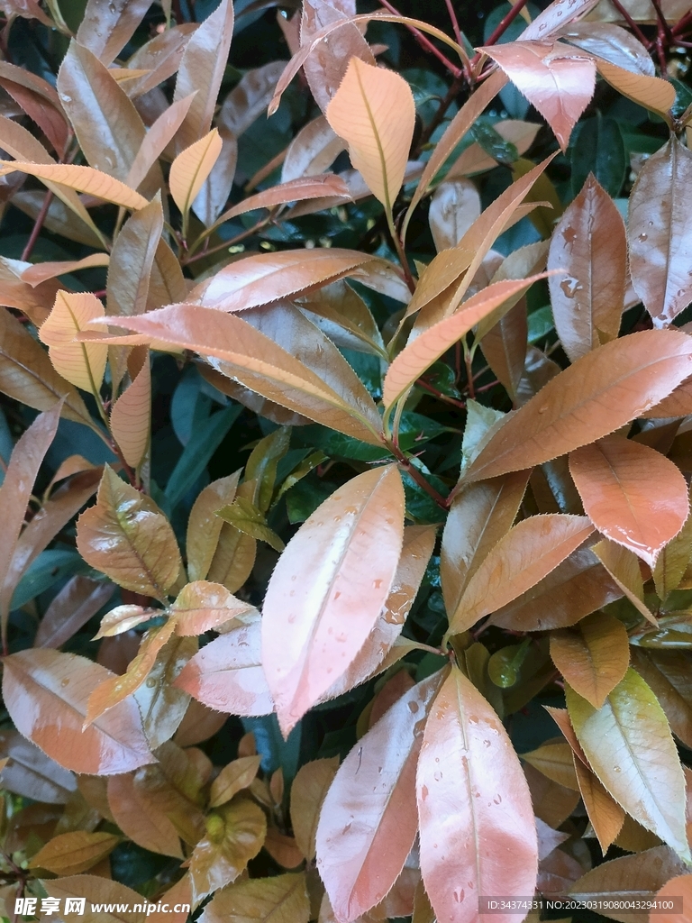 嫩芽