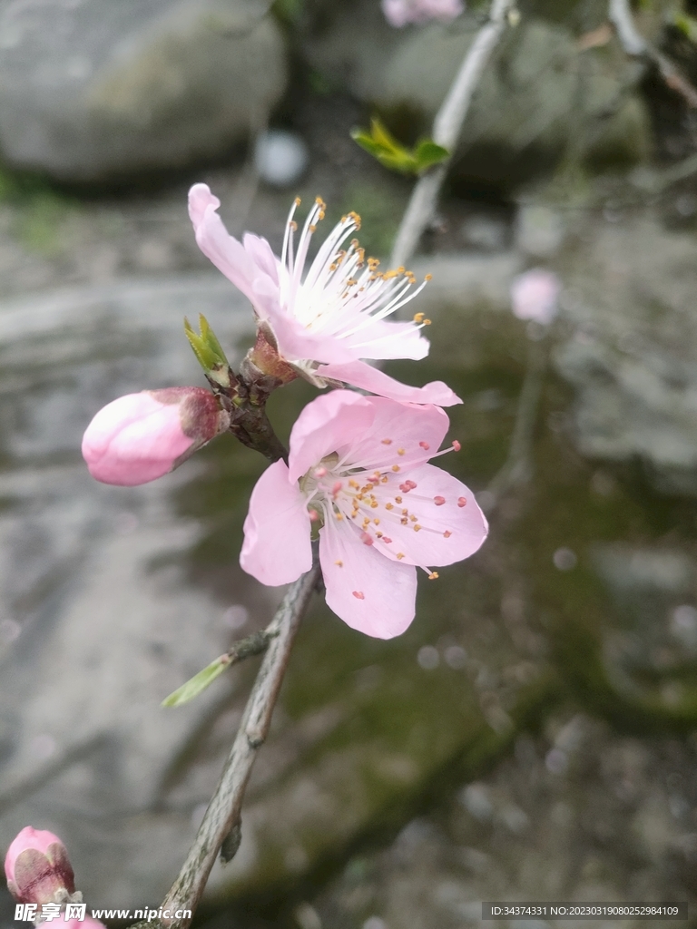 桃花