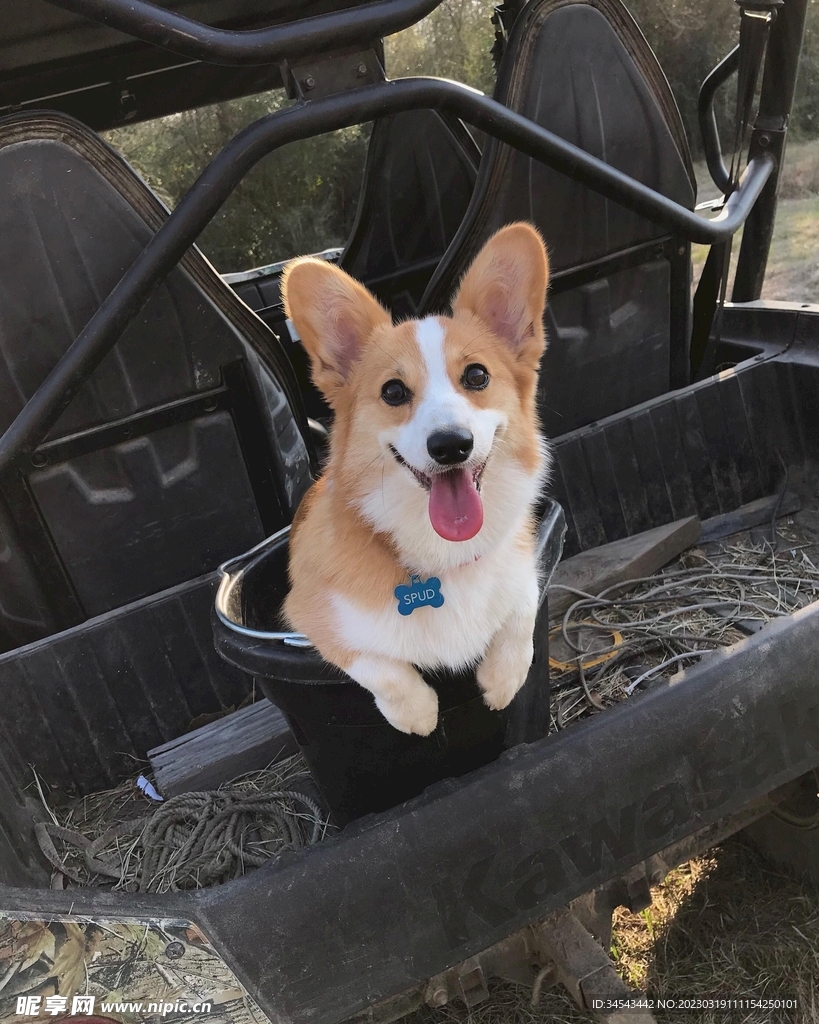 狗