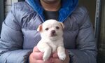 狗