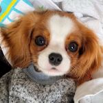 狗