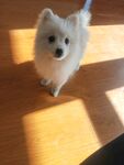 狗