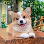 狗
