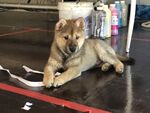 狗