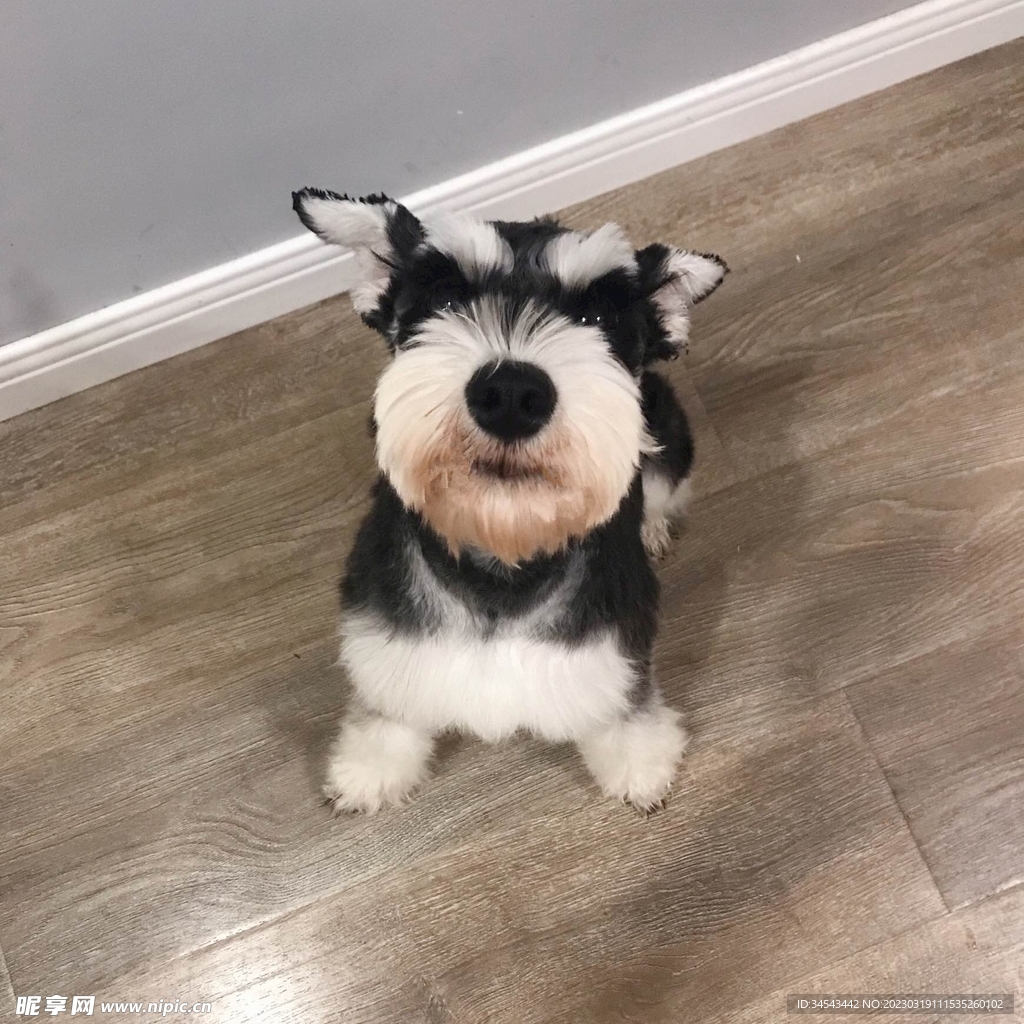 狗
