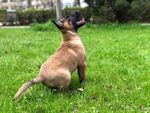 狗