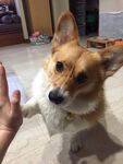 狗