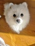 狗
