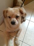 狗
