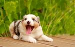 狗