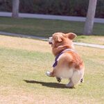 狗