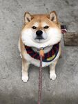 狗