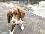 狗