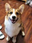 狗