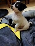 狗