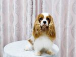 狗