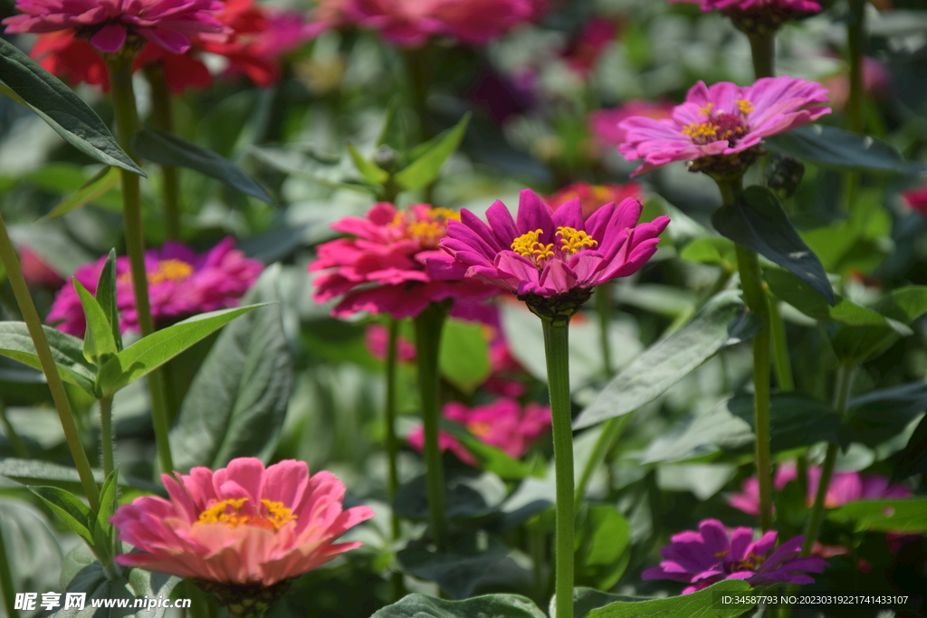 花