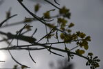 油菜花