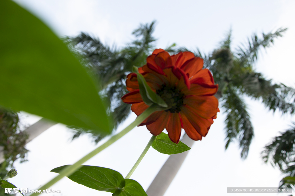 花