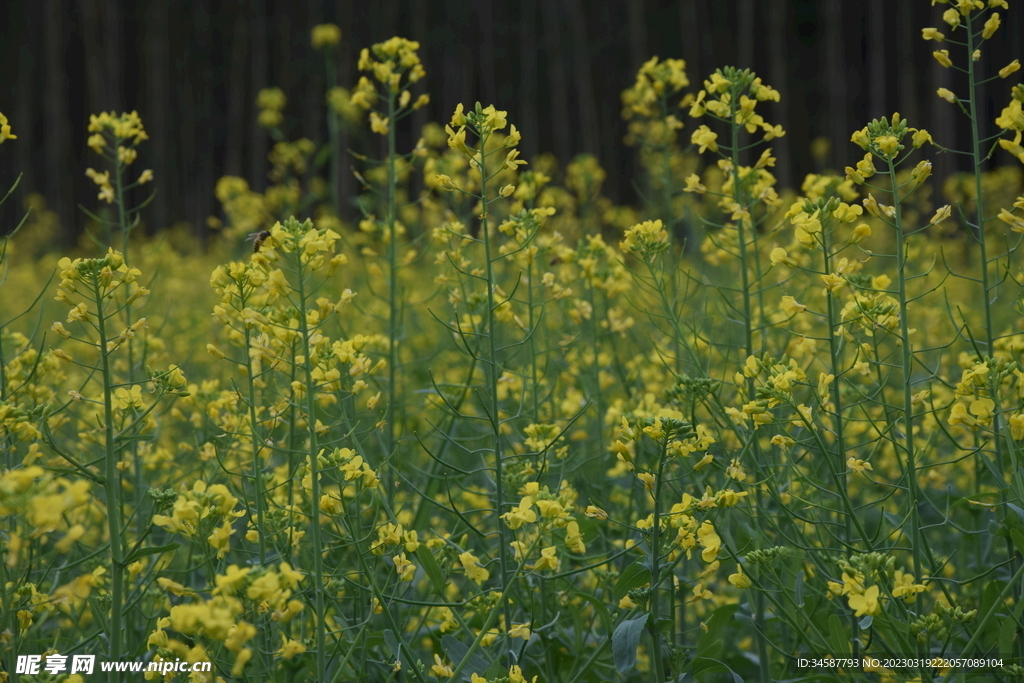 油菜花