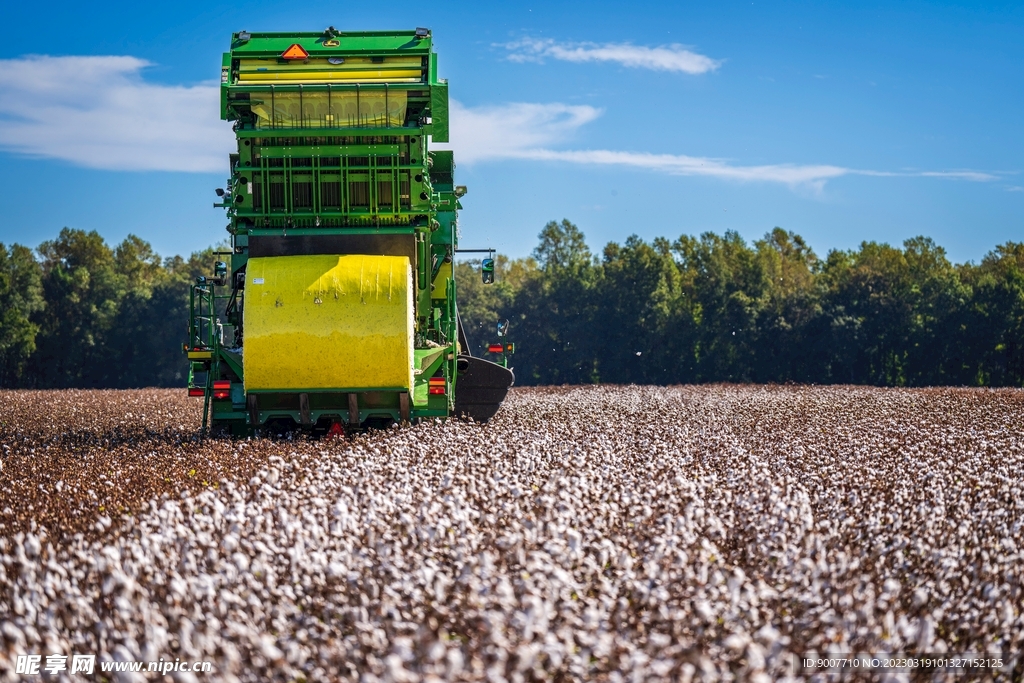 农业机械收割棉花