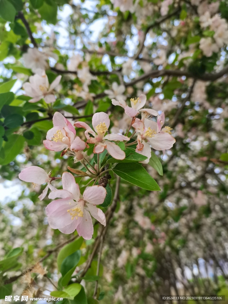 桃花