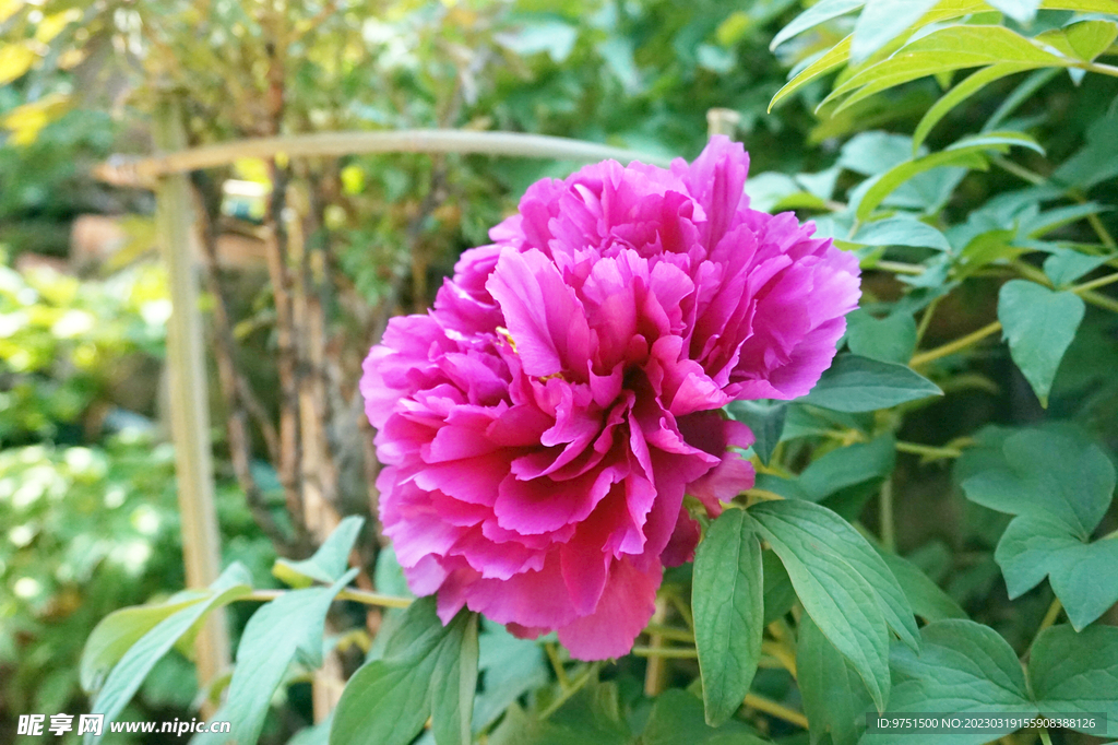 牡丹