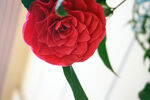 山茶花