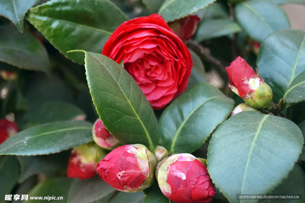 山茶花