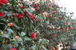 山茶花