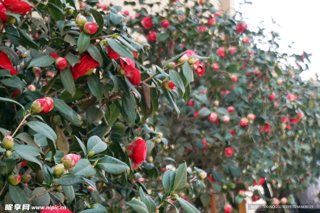 山茶花