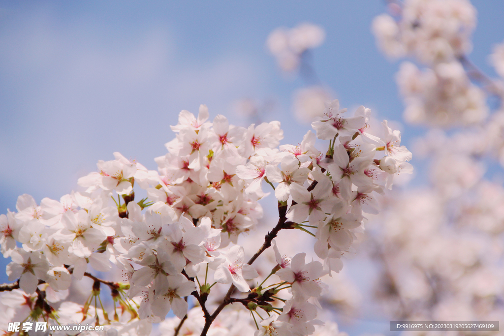 樱花