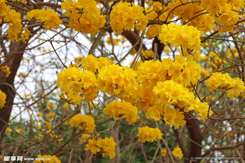 风铃花