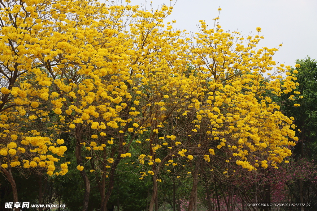 风铃花