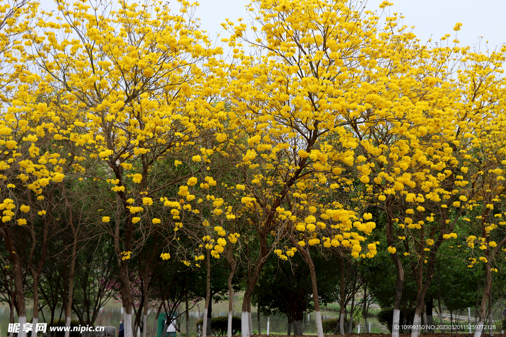 风铃花