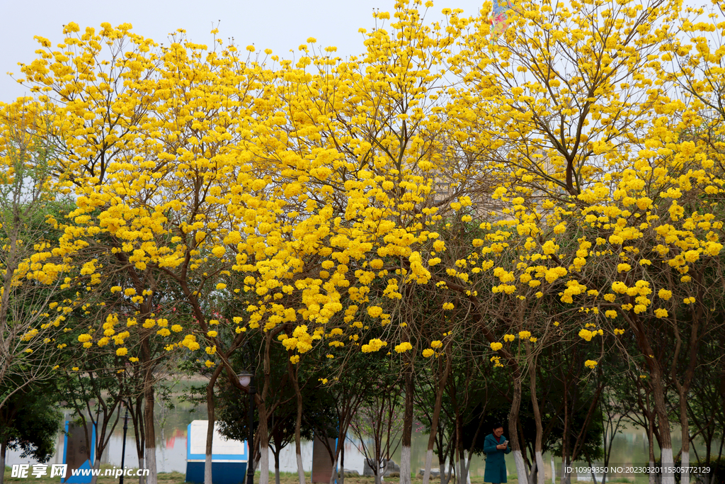 风铃花