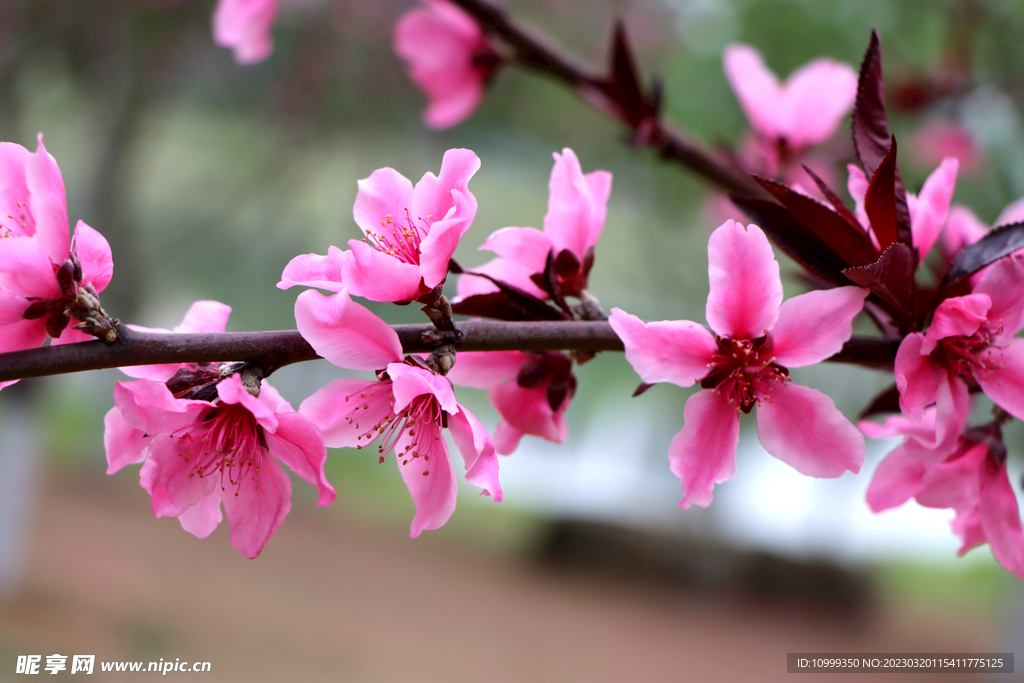桃花