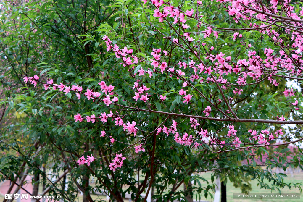 桃花