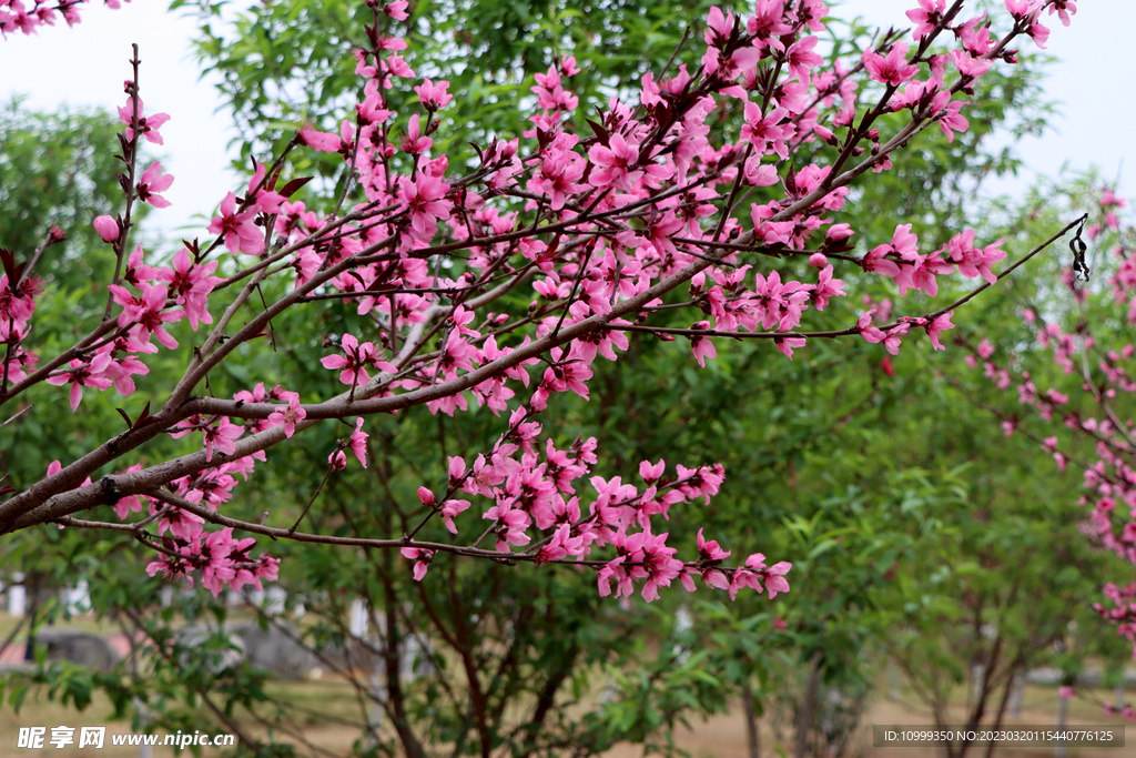 桃花