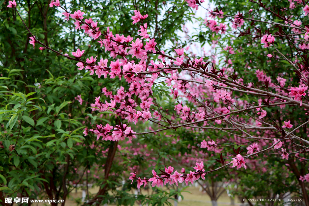 桃花