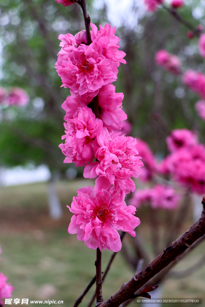 桃花