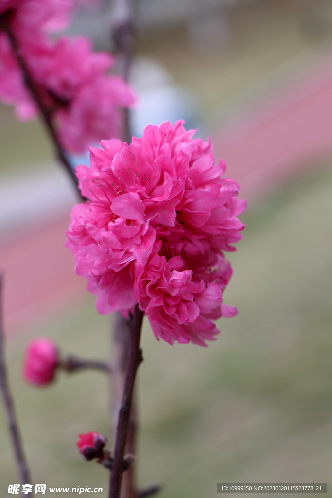 桃花