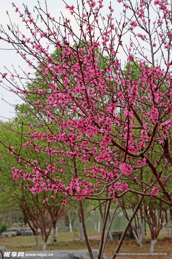 桃花