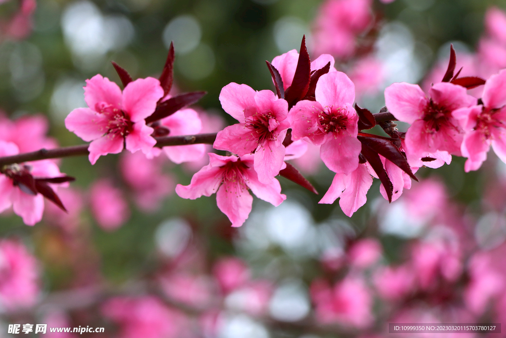 桃花