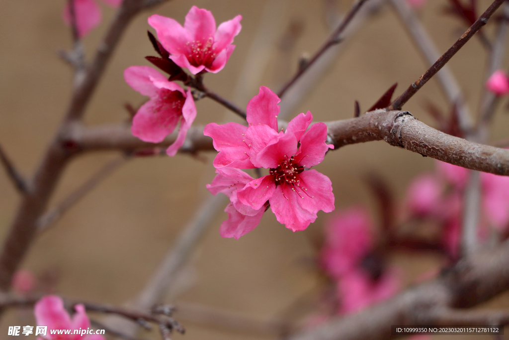 桃花