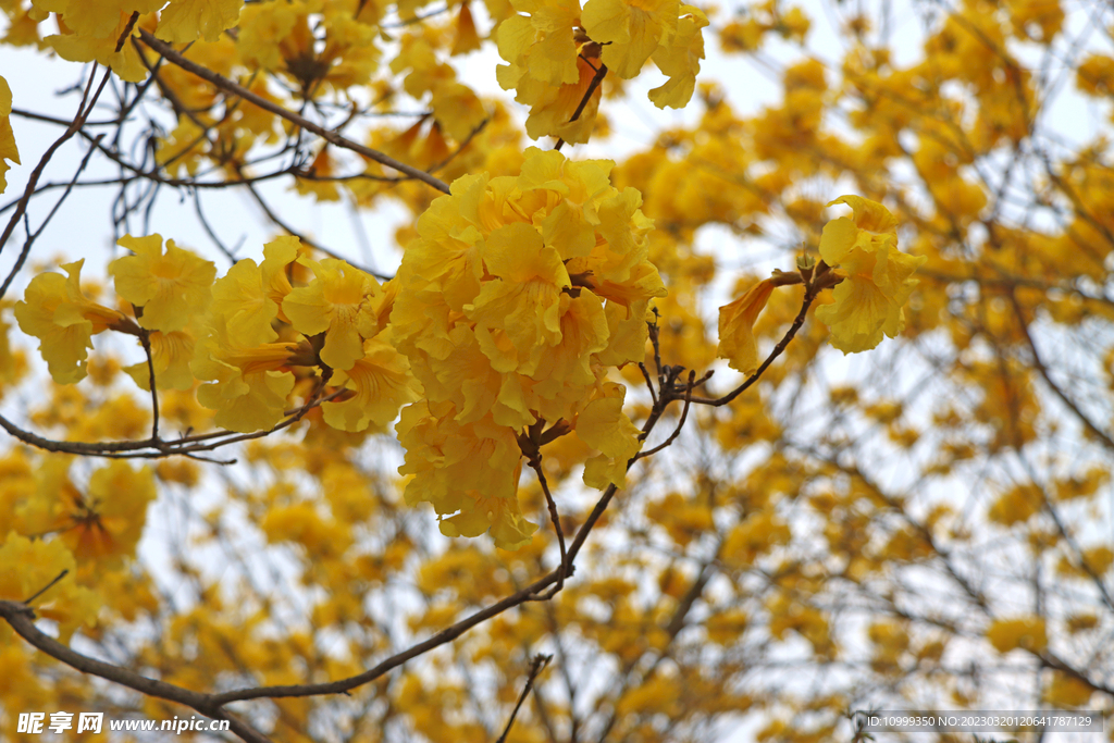 风铃花