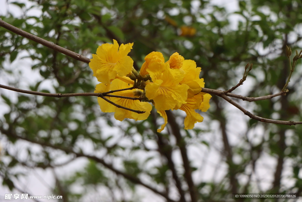 风铃花