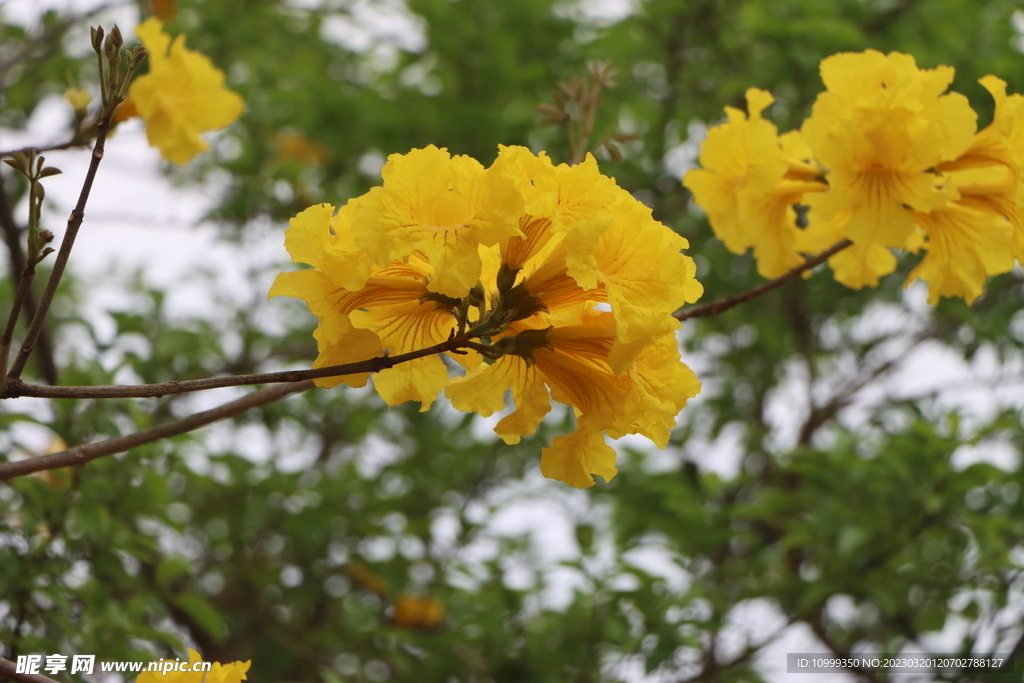 风铃花